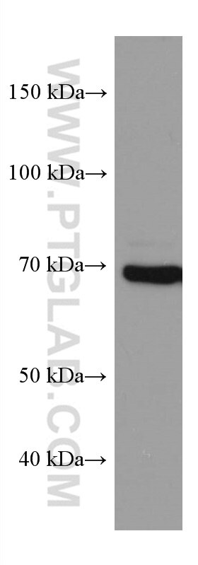 WB analysis of HEK-293 using 67562-1-Ig