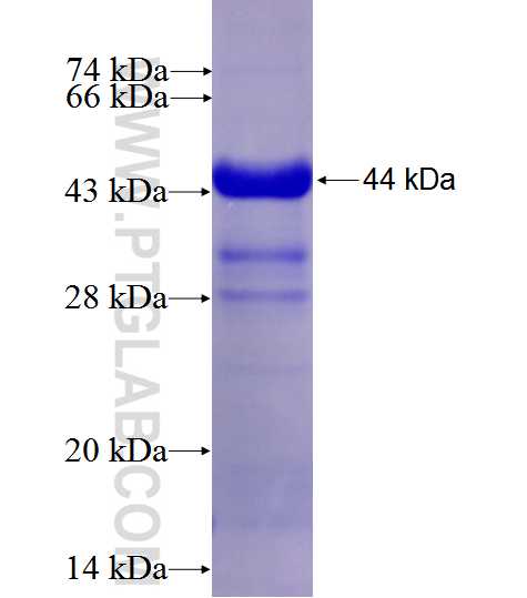 PAK6 fusion protein Ag27687 SDS-PAGE