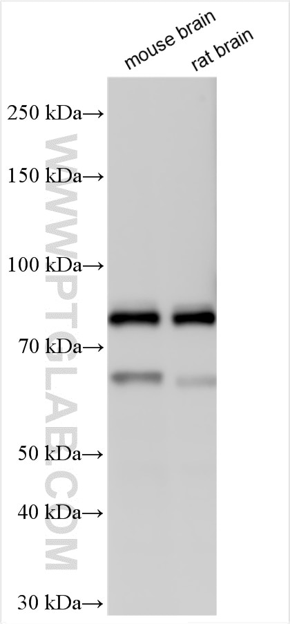 Western Blot (WB) analysis of various lysates using PAK7 Polyclonal antibody (27847-1-AP)
