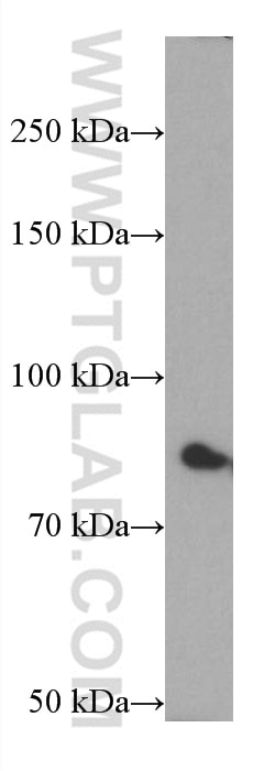 Western Blot (WB) analysis of pig brain tissue using PAK7 Monoclonal antibody (66961-1-Ig)