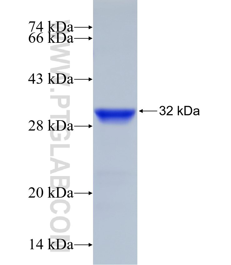 PAK7 fusion protein Ag27299 SDS-PAGE