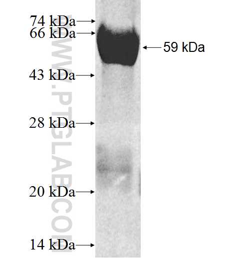 PAK7 fusion protein Ag3127 SDS-PAGE