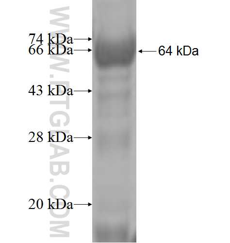 PALB2 fusion protein Ag5654 SDS-PAGE