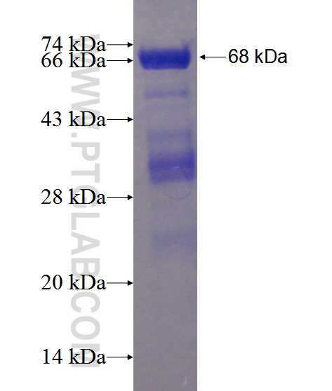 PALLD,palladin fusion protein Ag1288 SDS-PAGE