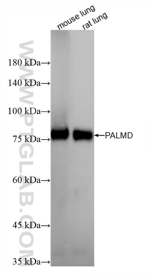 Various lysates were subjected to SDS PAGE followed by western blot with 87300-3-RR (PALMD antibody) at dilution of 1:10000 incubated at room temperature for 1.5 hours. Western Blot (WB) analysis of various lysates using PALMD Recombinant monoclonal antibody (87300-3-RR)