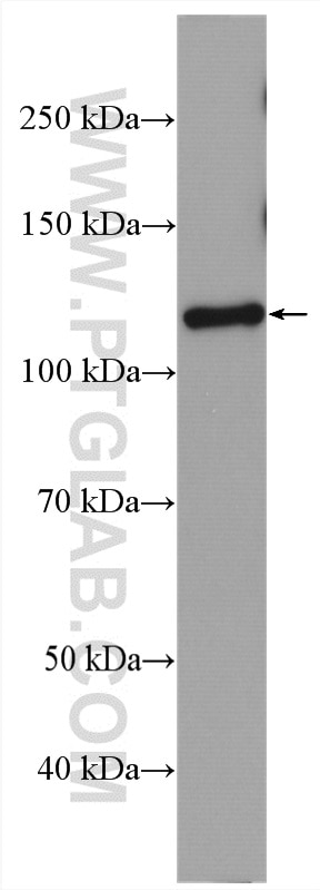 WB analysis of U2OS using 26972-1-AP