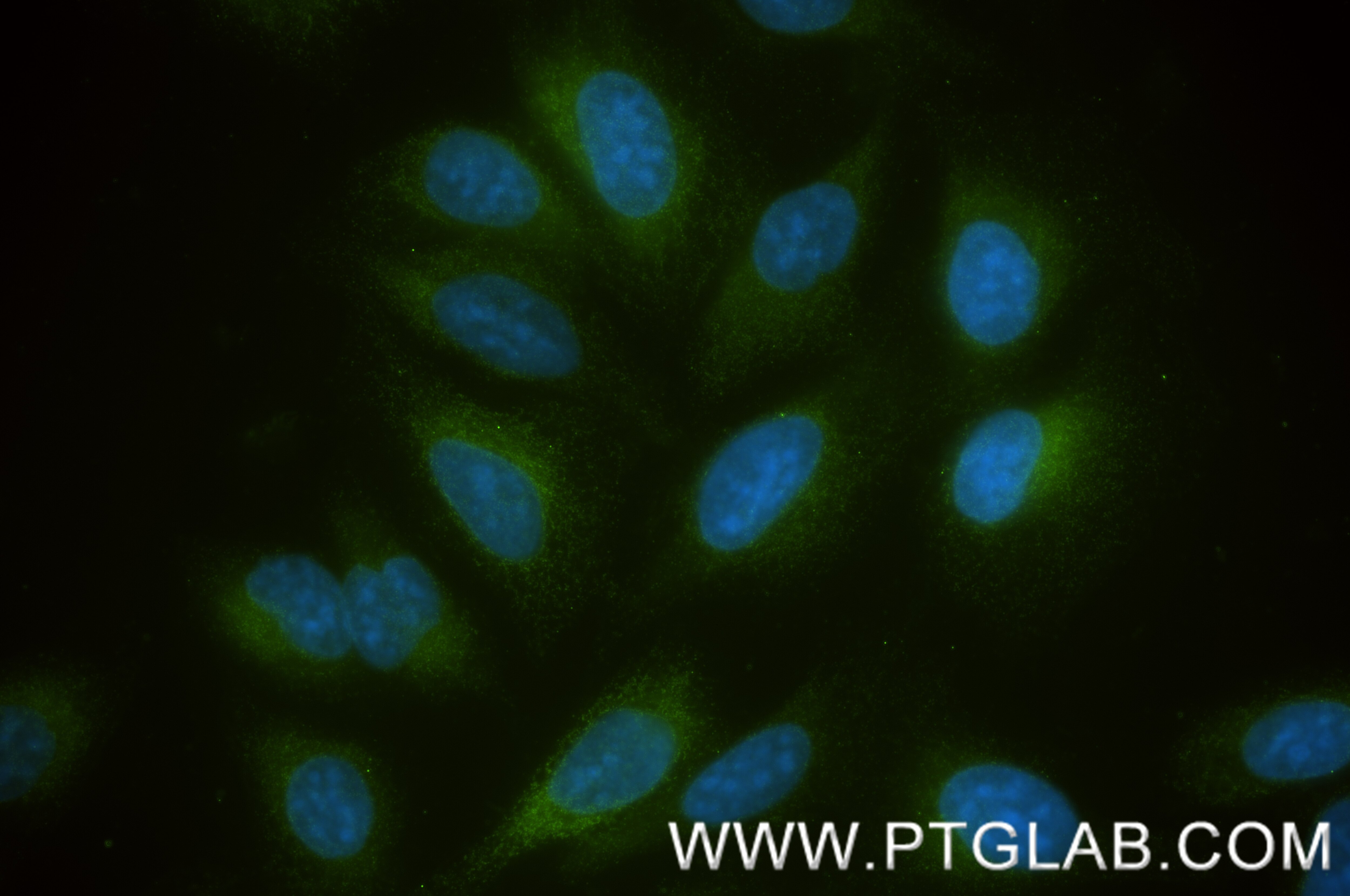 IF Staining of U2OS using 87921-1-RR Immunofluorescence (IF) / fluorescent staining of U2OS cells using PAM Recombinant monoclonal antibody (87921-1-RR)