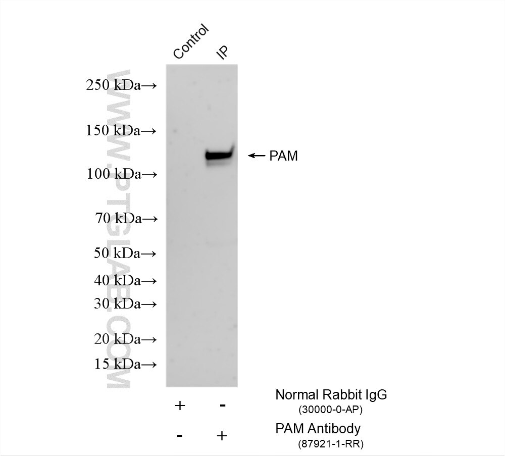 IP experiment of U2OS using 87921-1-RR Immunoprecipitation (IP) experiment of U2OS cells using PAM Recombinant monoclonal antibody (87921-1-RR)
