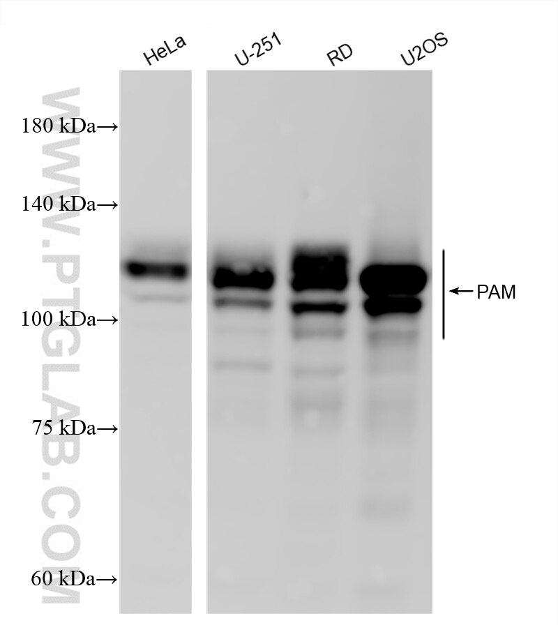 WB analysis using 87921-1-RR Western Blot (WB) analysis of various lysates using PAM Recombinant monoclonal antibody (87921-1-RR)