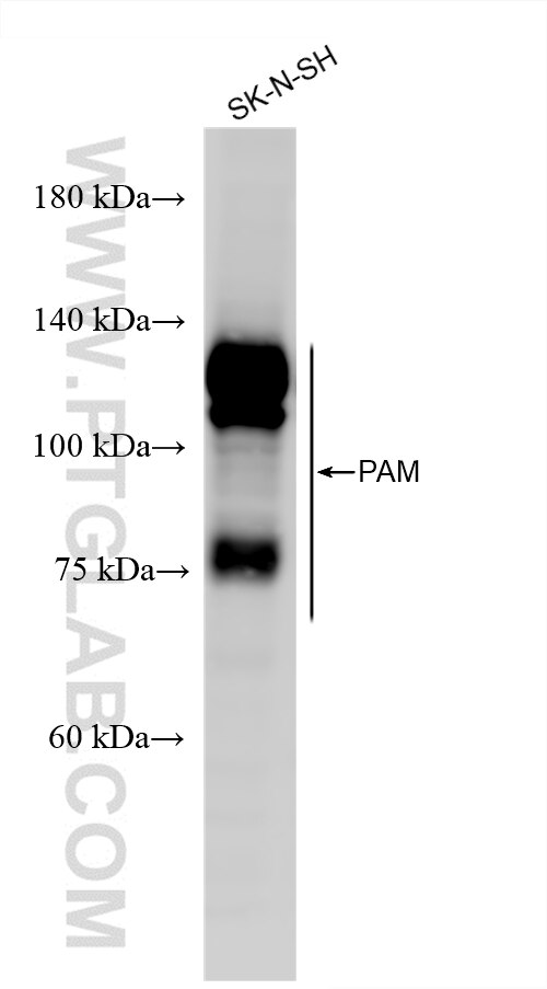 WB analysis using 87921-1-RR Western Blot (WB) analysis of various lysates using PAM Recombinant monoclonal antibody (87921-1-RR)