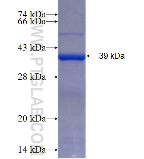 PAM fusion protein Ag25732 SDS-PAGE