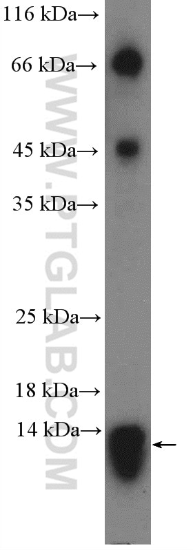 Western Blot (WB) analysis of HepG2 cells using PAM16 Polyclonal antibody (15321-1-AP)