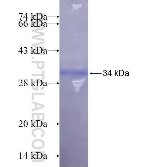 PAM16 fusion protein Ag24770 SDS-PAGE
