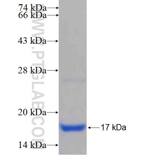 PAM16 fusion protein Ag24771 SDS-PAGE