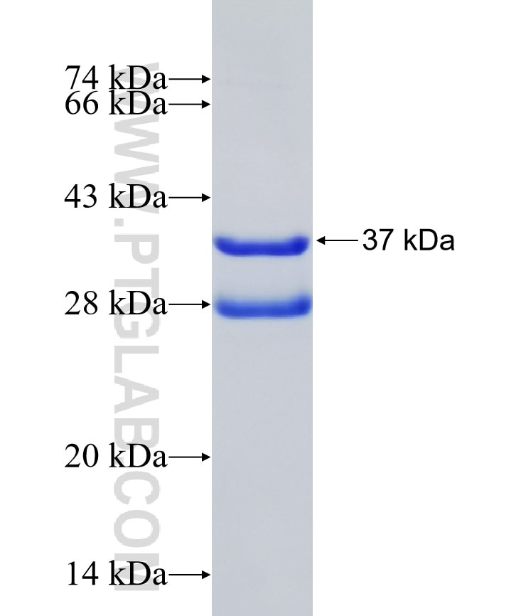 PAM16 fusion protein Ag0970 SDS-PAGE