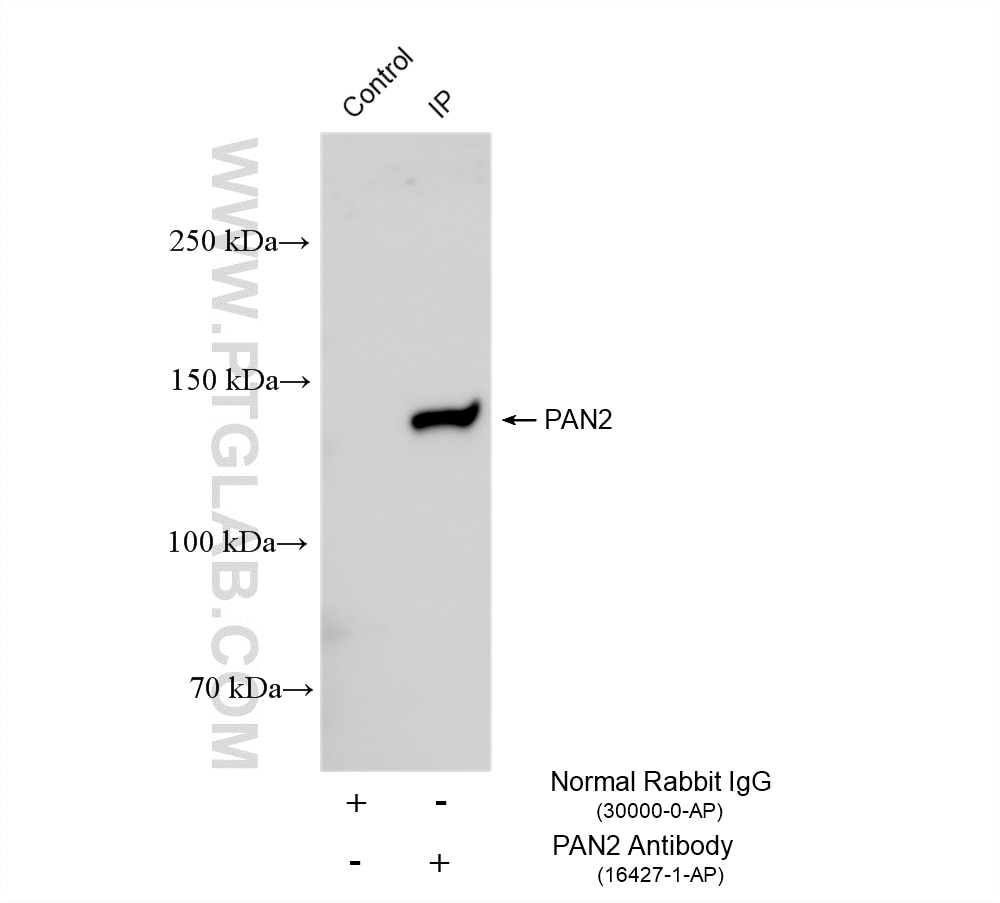 Immunoprecipitation (IP) experiment of NIH/3T3 cells using PAN2 Polyclonal antibody (16427-1-AP)