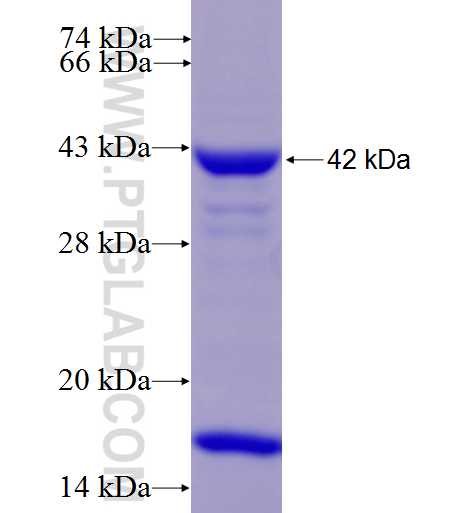 PAN2 fusion protein Ag9686 SDS-PAGE