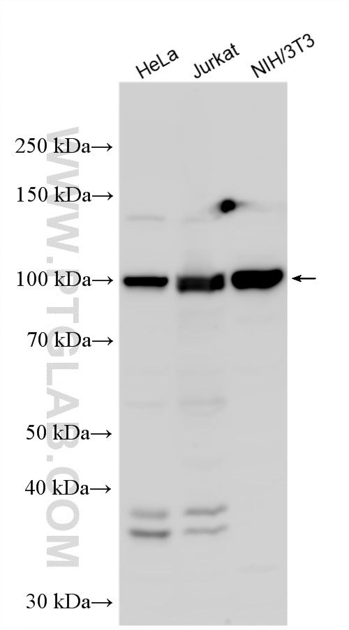 Various lysates were subjected to SDS PAGE followed by western blot with 25655-1-AP (PAN3 antibody) at dilution of 1:3000 incubated at room temperature for 1.5 hours. Western Blot (WB) analysis of various lysates using PAN3 Polyclonal antibody (25655-1-AP)