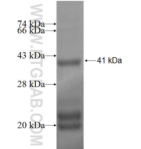 PANK1 fusion protein Ag2324 SDS-PAGE