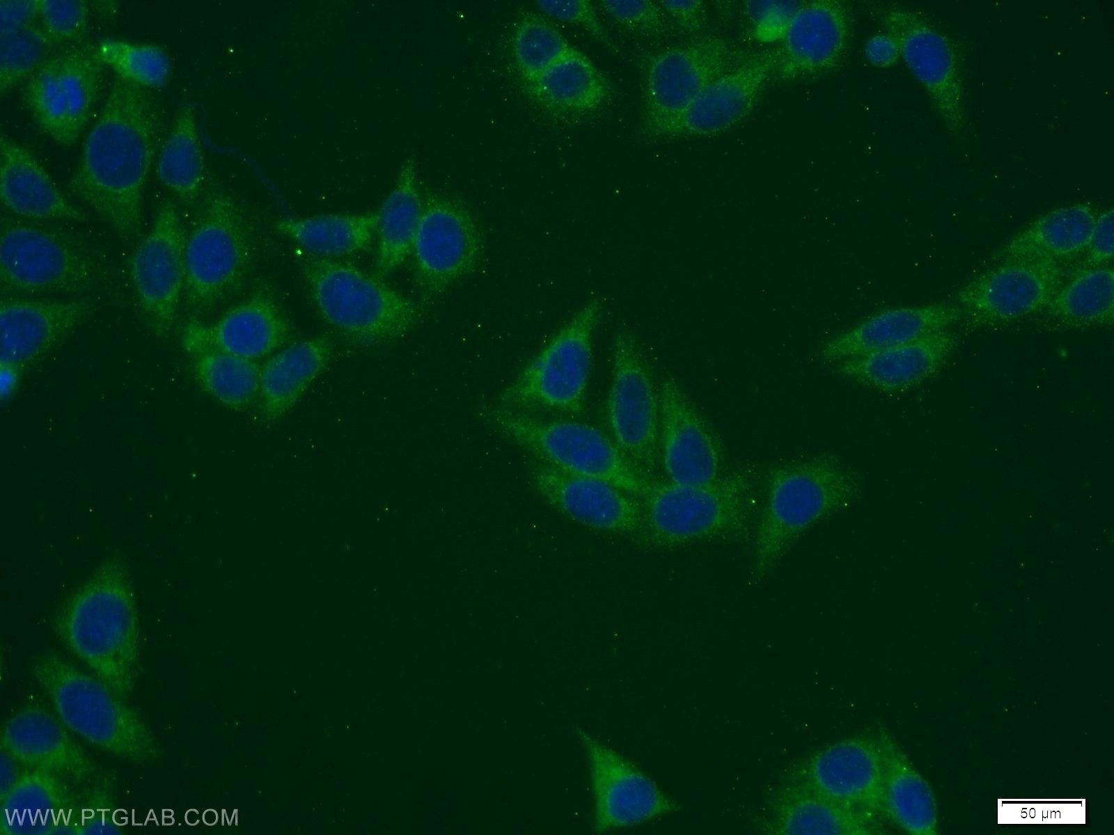 Immunofluorescence (IF) / fluorescent staining of HepG2 cells using PANK2 Polyclonal antibody (11001-1-AP)