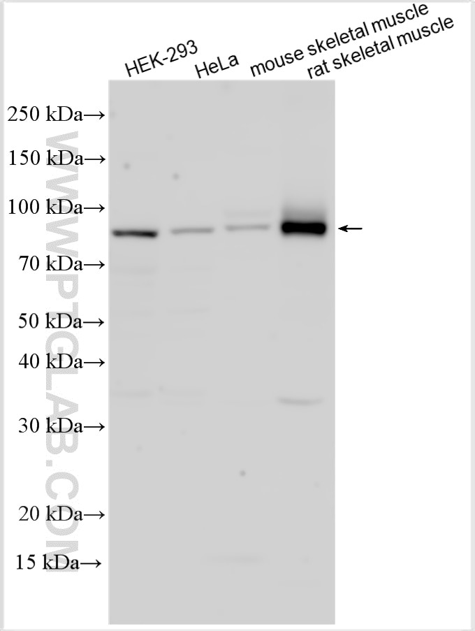 Western Blot (WB) analysis of various lysates using PANK4 Polyclonal antibody (32953-1-AP)