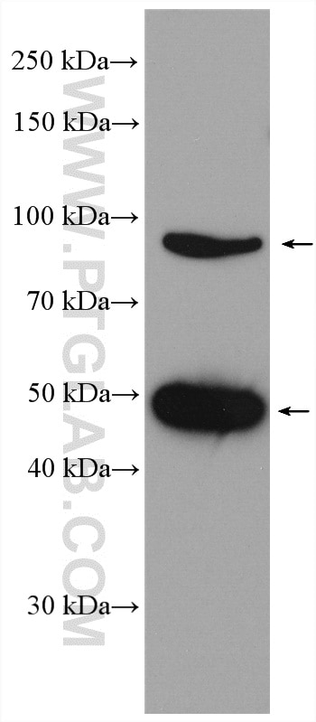 Western Blot (WB) analysis of SH-SY5Y cells using PANX1 Polyclonal antibody (12595-1-AP)