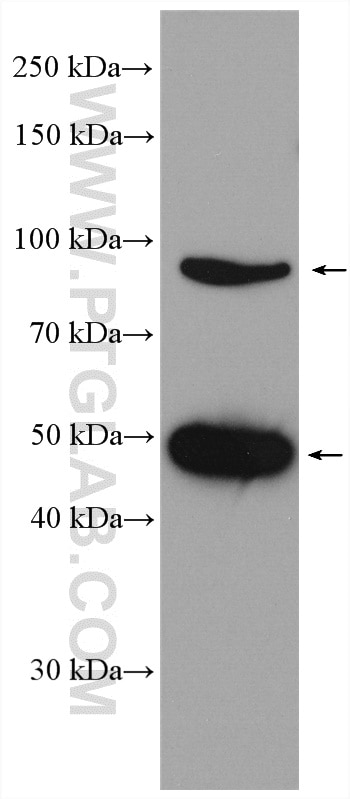 Western Blot (WB) analysis of SH-SY5Y cells using PANX1 Polyclonal antibody (12595-1-AP)