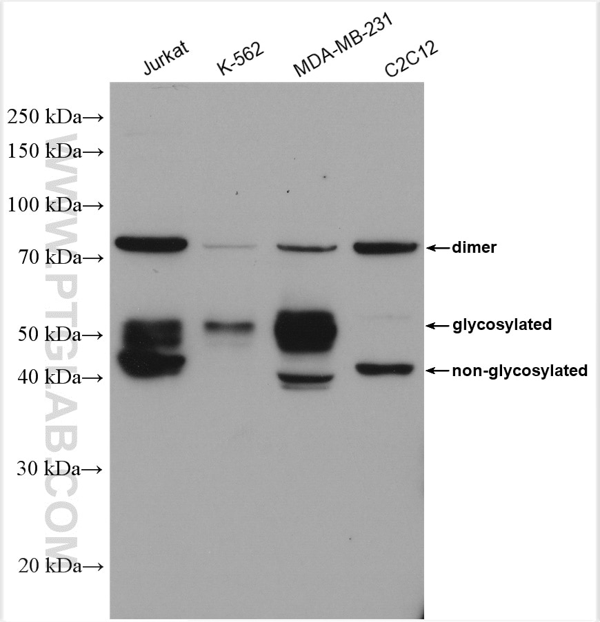 Western Blot (WB) analysis of various lysates using PANX1 Polyclonal antibody (12595-1-AP)