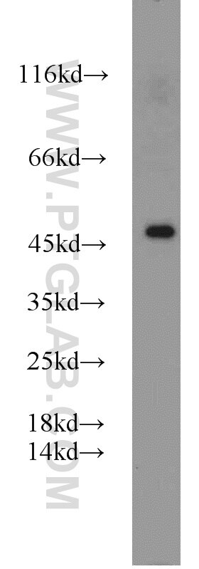 PANX1 Polyclonal antibody