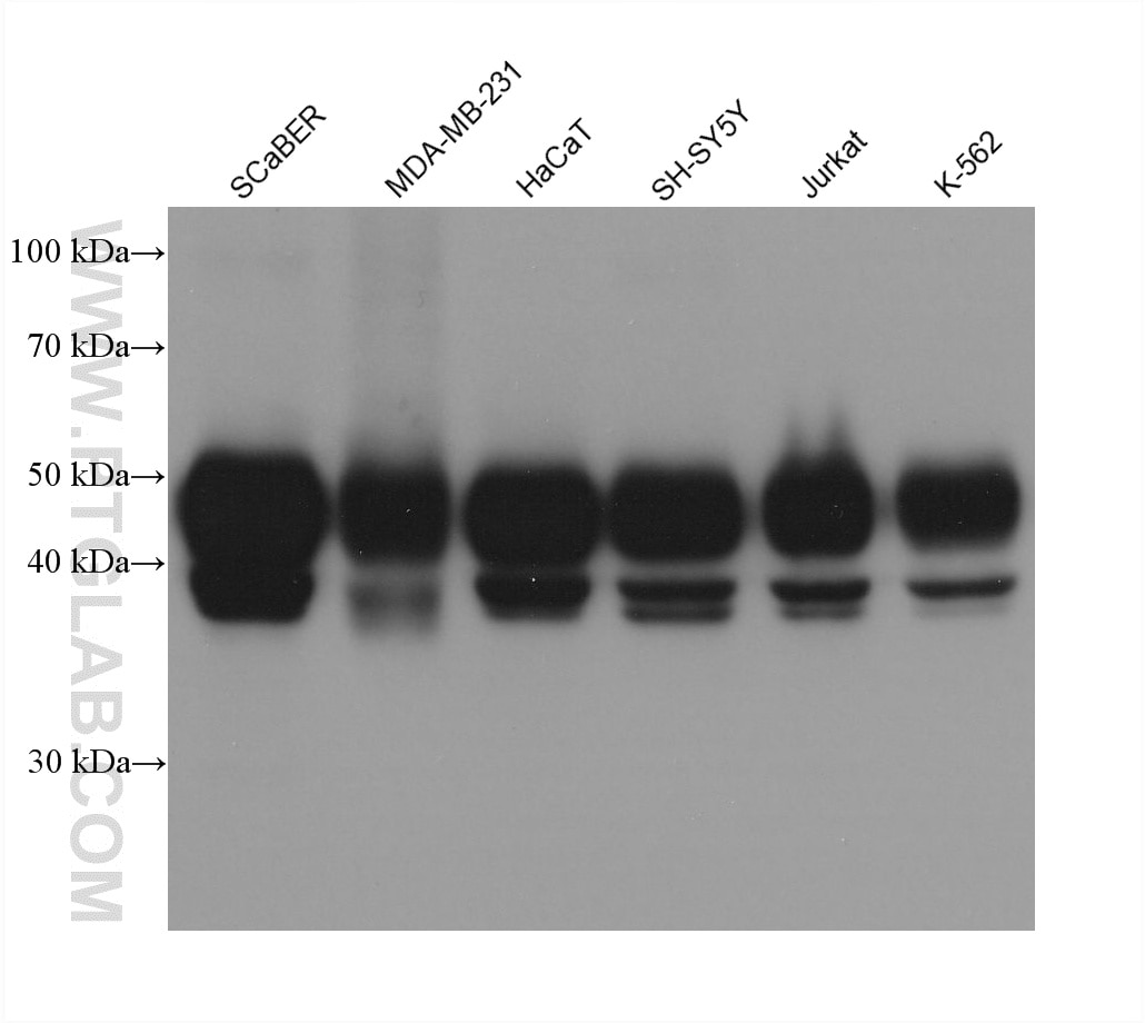 WB analysis using 68873-5-Ig Western Blot (WB) analysis of various lysates using PANX1 Monoclonal antibody (68873-5-Ig)