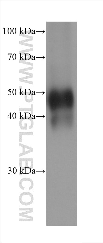 WB analysis of Neuro-2a using 68873-5-Ig Western Blot (WB) analysis of Neuro-2a cells using PANX1 Monoclonal antibody (68873-5-Ig)