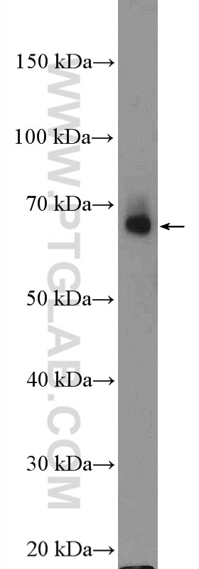 Western Blot (WB) analysis of PC-3 cells using PANX2 Polyclonal antibody (26604-1-AP)