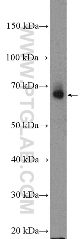WB analysis of PC-3 using 26604-1-AP