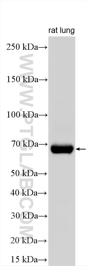 WB analysis using 26604-1-AP Western Blot (WB) analysis of various lysates using PANX2 Polyclonal antibody (26604-1-AP)