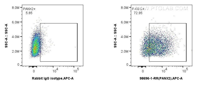 Flow cytometry (FC) experiment of Caco-2 cells using Anti-Human PANX2 Rabbit Recombinant Antibody (98696-1-RR)