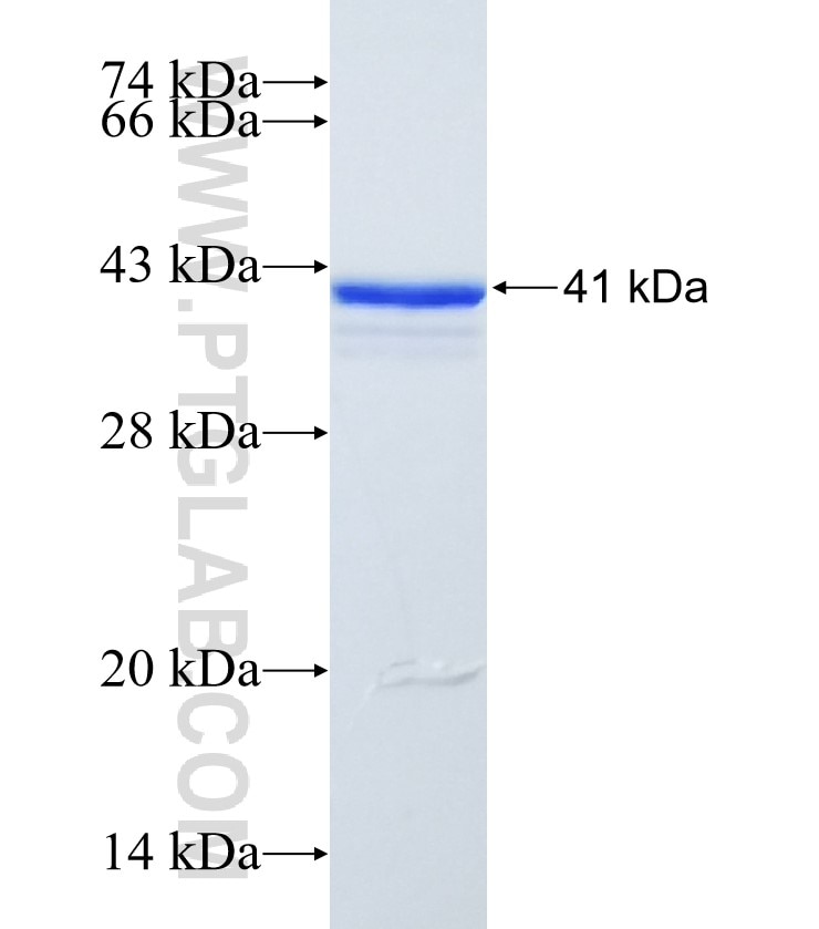 PANX2 fusion protein Ag24256 SDS-PAGE