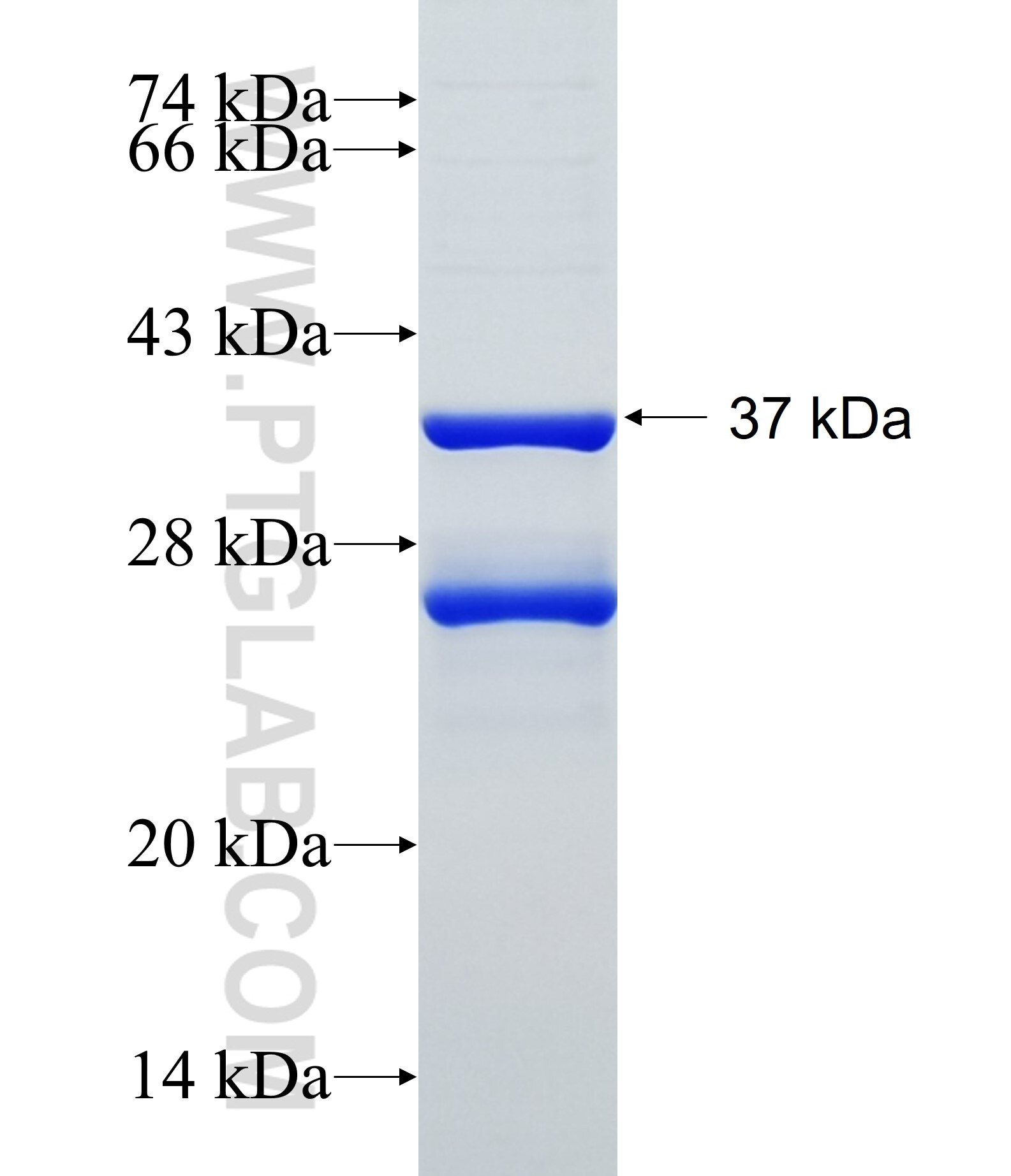 PANX3 fusion protein Ag34451 SDS-PAGE