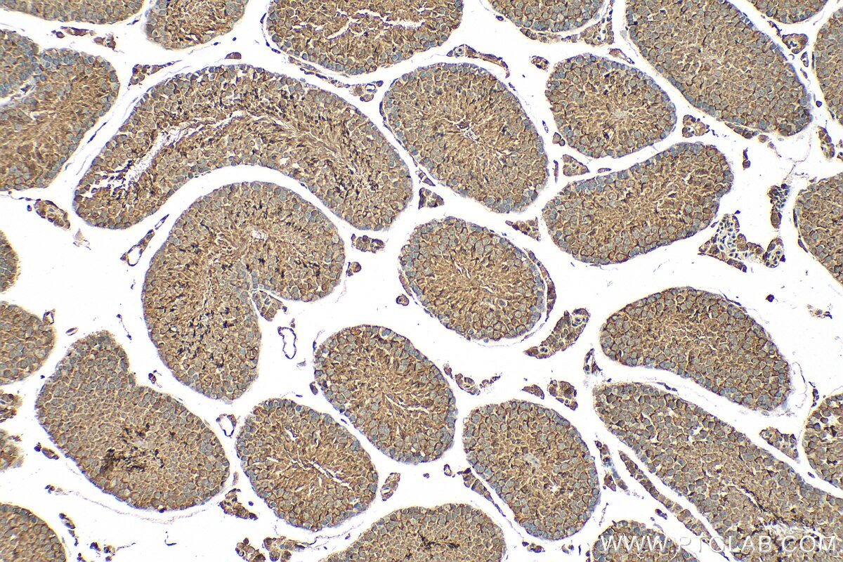 Immunohistochemistry (IHC) staining of mouse testis tissue using PAOX Polyclonal antibody (18972-1-AP)