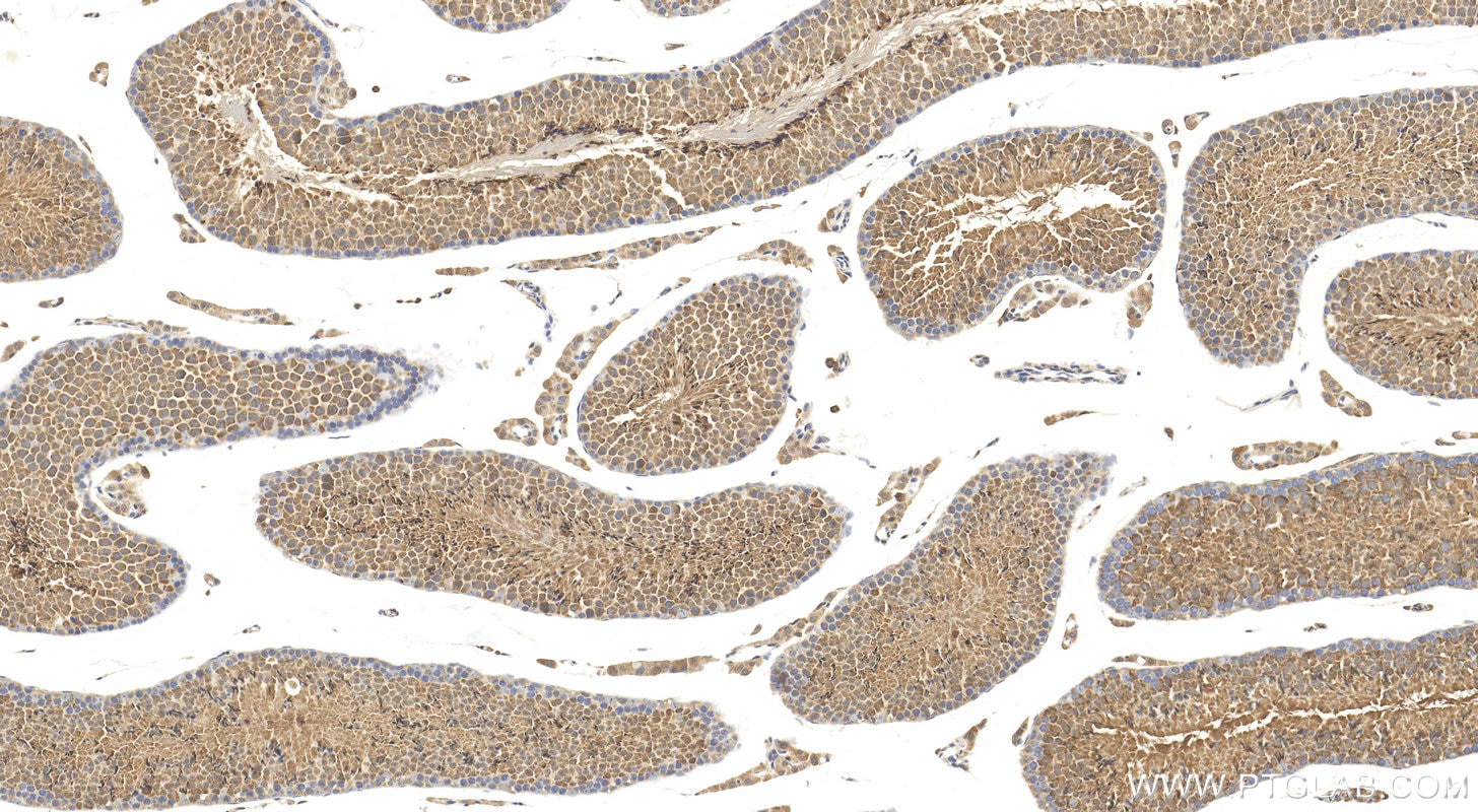 Immunohistochemistry (IHC) staining of mouse testis tissue using PAOX Polyclonal antibody (18972-1-AP)