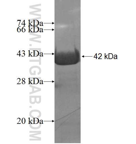 PAOX fusion protein Ag5777 SDS-PAGE