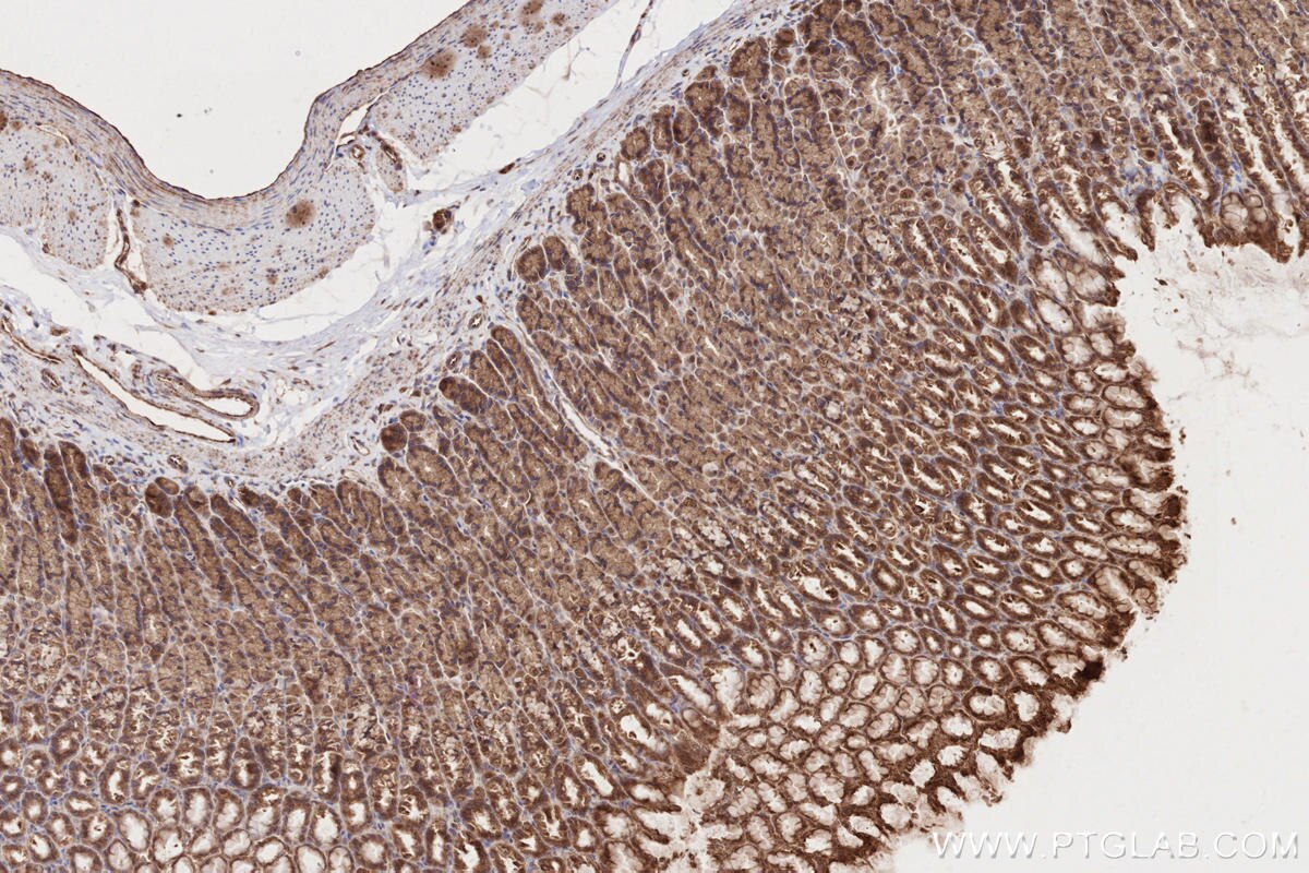 Immunohistochemistry (IHC) staining of rat stomach tissue using PAPD5 Polyclonal antibody (55197-1-AP)