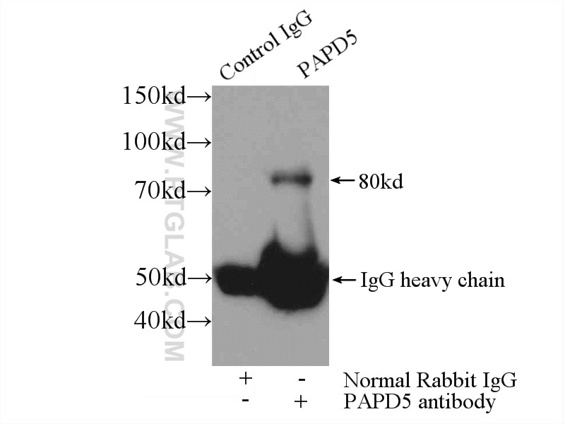 Immunoprecipitation (IP) experiment of Jurkat cells using PAPD5 Polyclonal antibody (55197-1-AP)