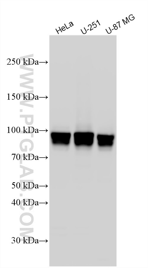WB analysis using 34287-1-AP Western Blot (WB) analysis of various lysates using PAPOLA Polyclonal antibody (34287-1-AP)