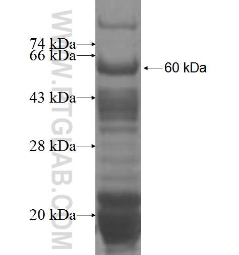 PAPOLB fusion protein Ag3487 SDS-PAGE