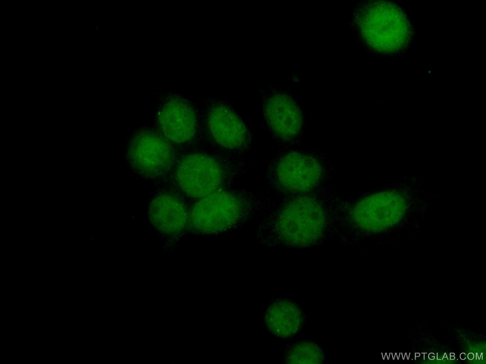 Immunofluorescence (IF) / fluorescent staining of HeLa cells using PAPOLG Polyclonal antibody (24284-1-AP)