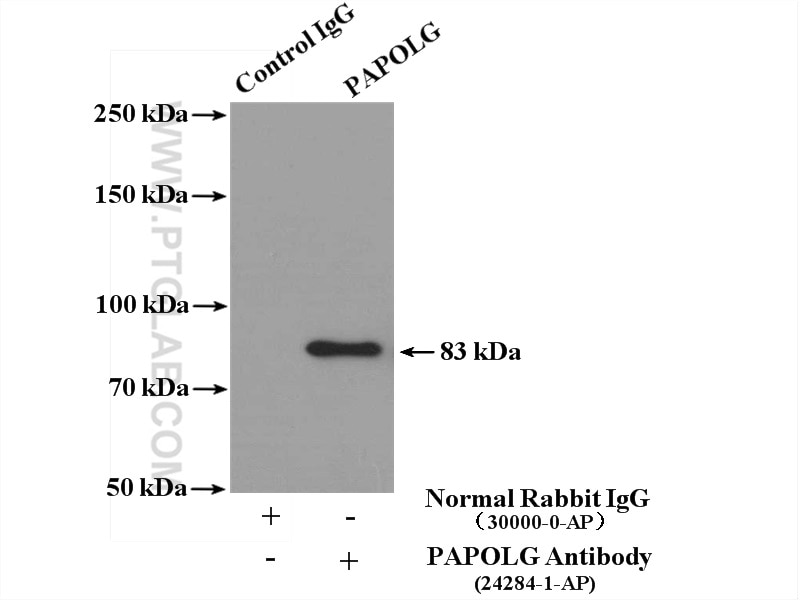 Immunoprecipitation (IP) experiment of HeLa cells using PAPOLG Polyclonal antibody (24284-1-AP)