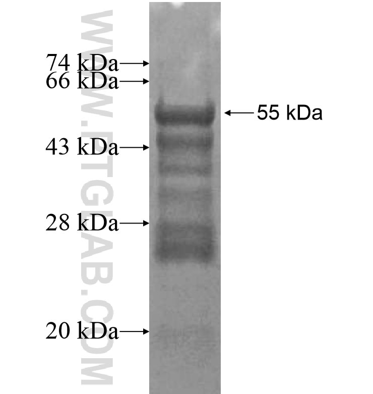 PAPOLG fusion protein Ag16208 SDS-PAGE