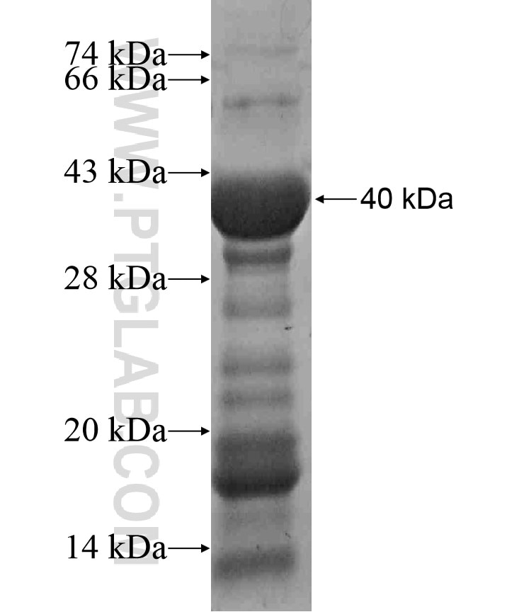 PAPOLG fusion protein Ag16998 SDS-PAGE