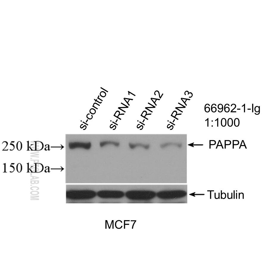 Western Blot (WB) analysis of MCF-7 cells using PAPPA Monoclonal antibody (66962-1-Ig)