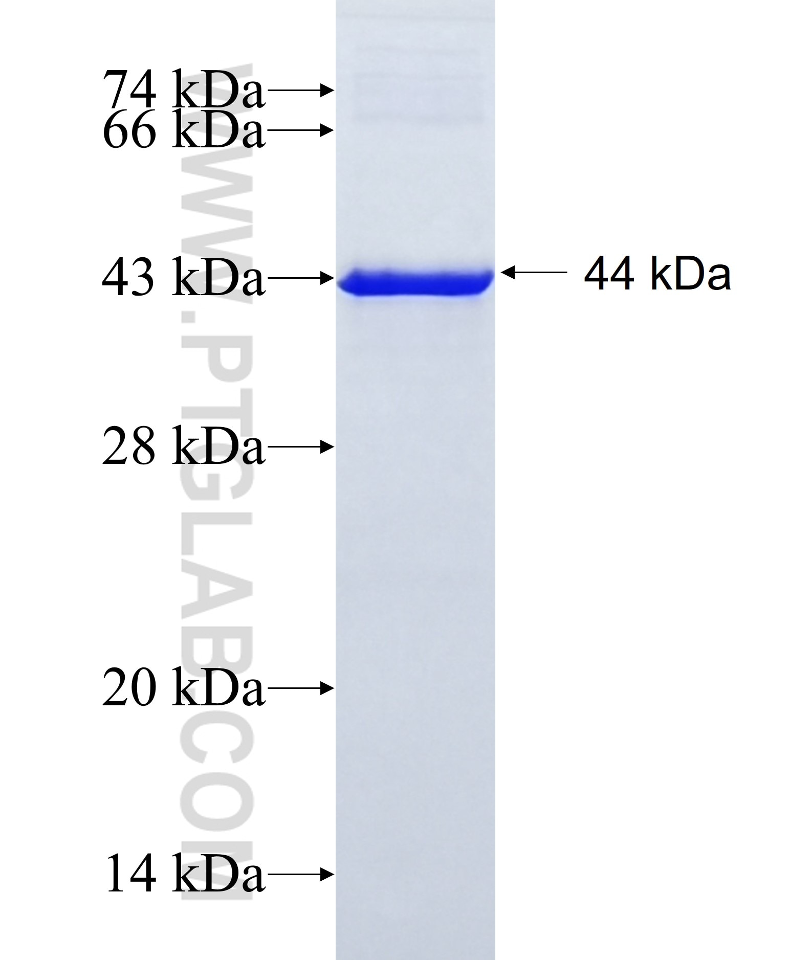 PAPPA fusion protein Ag11863 SDS-PAGE